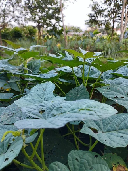 stock image green cabbage growing in the garden