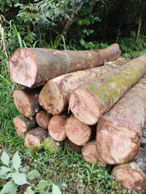 Ormanda bir odun yığını