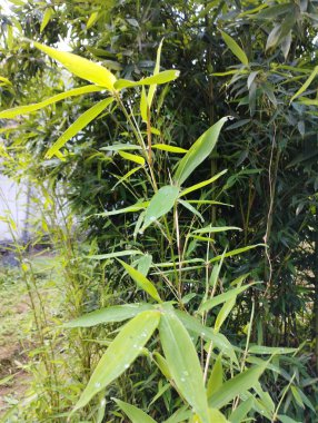 yeşil yapraklar, bitki örtüsü ve doğa