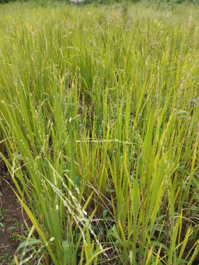 Kırsalda pirinç tarlası