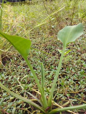 Bahçede yeşil yapraklar