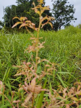 Bahçedeki yeşil çimenler