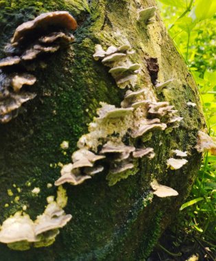 Yeşil yosunları kapatın.