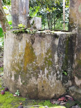 Yeşil sarmaşıklı eski taş duvar