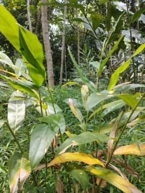 bir ağacın yeşil yaprakları