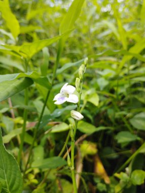 Bahçedeki beyaz çiçek