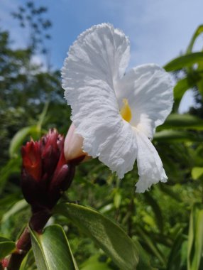 Güzel botanik fotoğrafı, doğal duvar kağıdı.