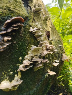 Ağaçta yeşil yosun