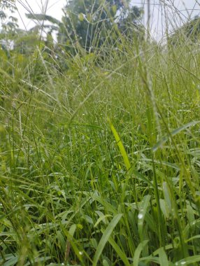 Bahçedeki yeşil çimenler