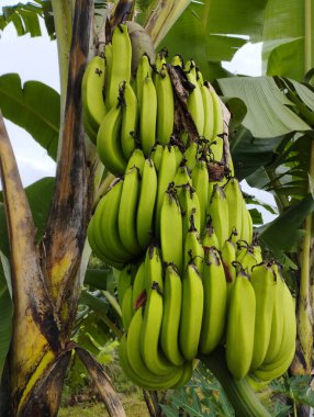 Bahçedeki muz ağacı