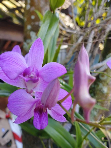 Schöne Orchideenblumen Garten — Stockfoto