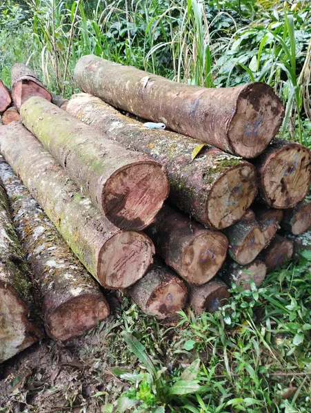 木の切り株の薪の山 — ストック写真