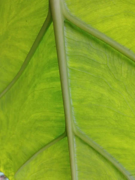 緑の葉の質感背景 — ストック写真