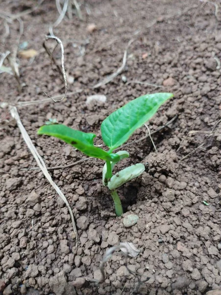 Grüne Pflanze Wächst Boden — Stockfoto