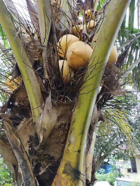 Kokosnötsträd Med Gröna Blad — Stockfoto