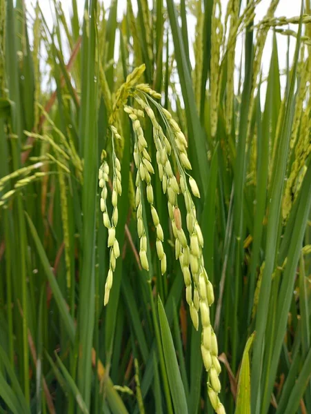 Grünes Reisfeld Mit Weißem Weizen — Stockfoto