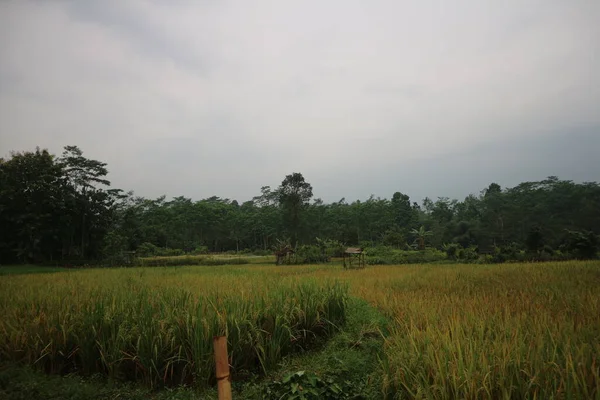 Sabah Pirinç Tarlası — Stok fotoğraf