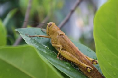 Böcek, bitki ve hayvan, yakın görüş