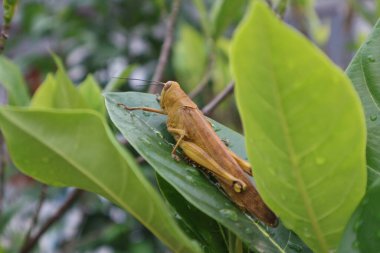 Yaprağın üzerinde bir çekirgenin yakın plan çekimi.