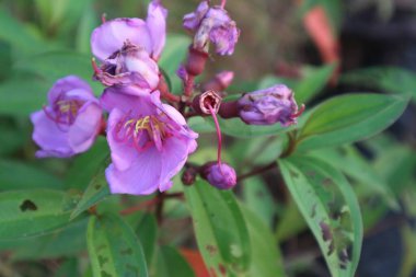 Bahçedeki güzel çiçekler
