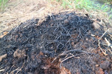 Ormandaki ölü bir ağacın yakın çekimi.