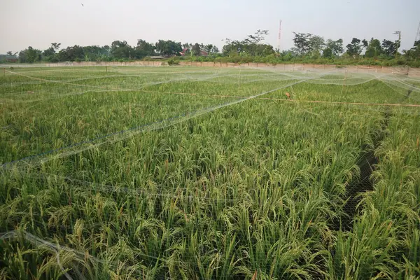 Grönt Ris Fält Thailand — Stockfoto