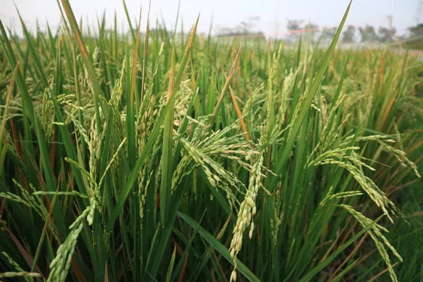Ris Fält Grönt Gräs Flora — Stockfoto