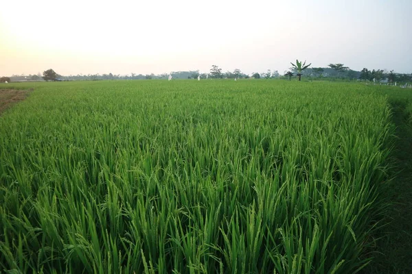 Grünes Reisfeld Morgen — Stockfoto