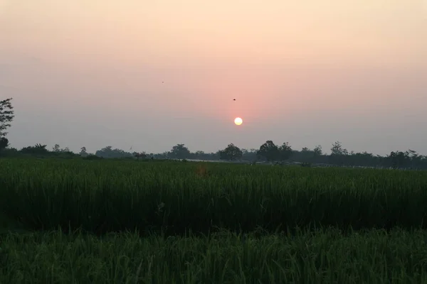 Beautiful Sunset Rice Field — Stock Photo, Image