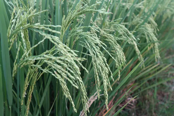 Зеленое Рисовое Поле Ферма — стоковое фото