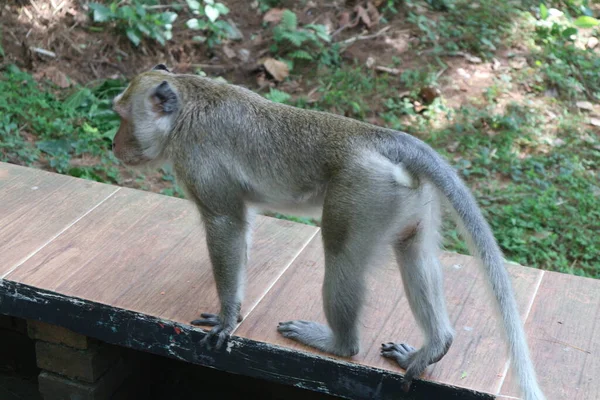 Monos Lindos Naturaleza Salvaje —  Fotos de Stock