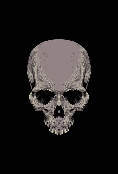 Dettaglio Del Cranio Con Illustrazione — Vettoriale Stock