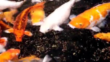 Koi balığı havuzu, güzel, doğa, canlı.