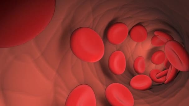 Кров Яні Клітини Течуть Всередині Анімації Вени — стокове відео