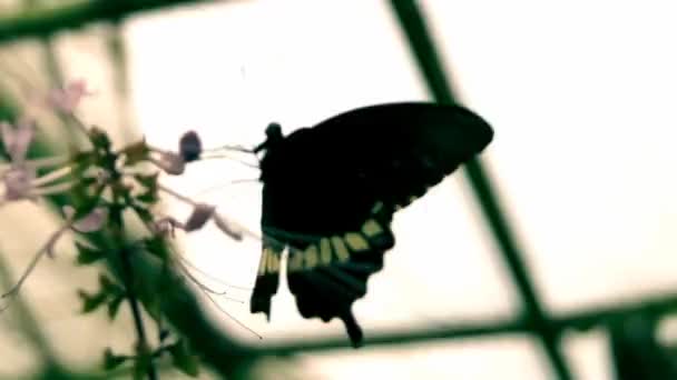 Farma Motyli Zbliżenie Owady Veriety Kolorowe — Wideo stockowe