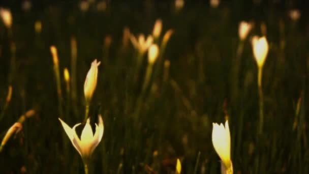 白色的小郁金香地 — 图库视频影像