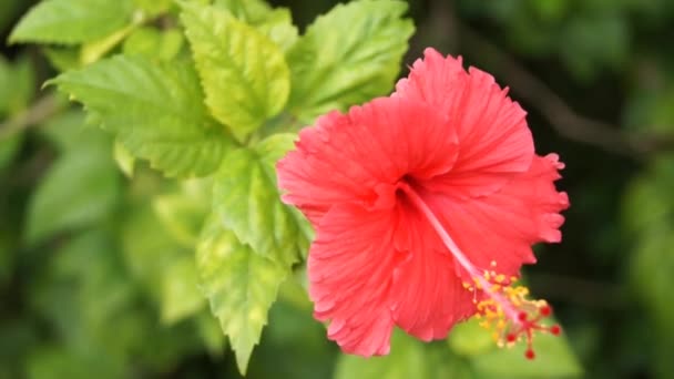 Tropical Flower Hibiscus Other Names Sorrel Flor Jamaica Rosemallow — Stock Video