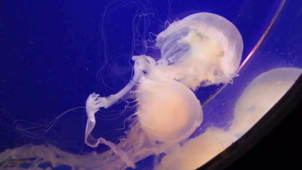 Aquarium Méduses Vidéo Mer Belle — Video
