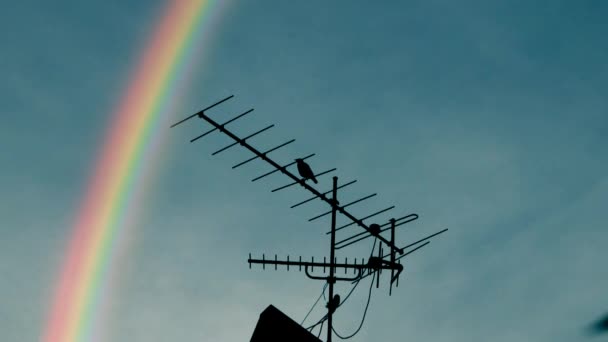 Gökkuşağı Anteni Bir Karga Çatı Üstü Kuş — Stok video