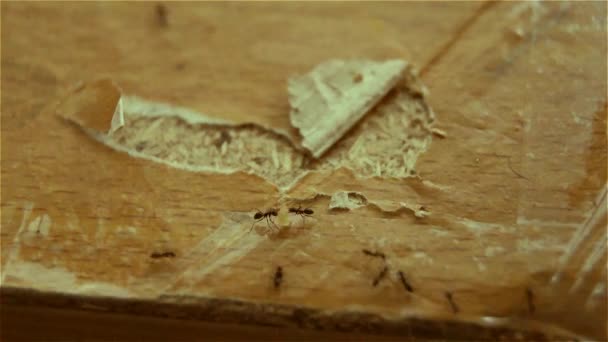 Närbild Arbetande Myror Tidsbrist Insekt — Stockvideo