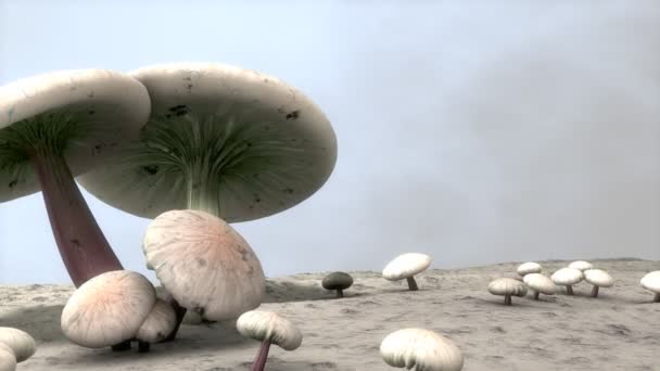 Animação Cogumelos Close Comida Fungos Natural Natureza — Vídeo de Stock