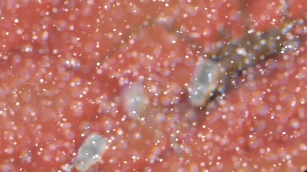 Művész Koncepció Renderelés Mikroszkopikus Kép Orvosi Nanobot Pusztító Parazita Sejt — Stock videók