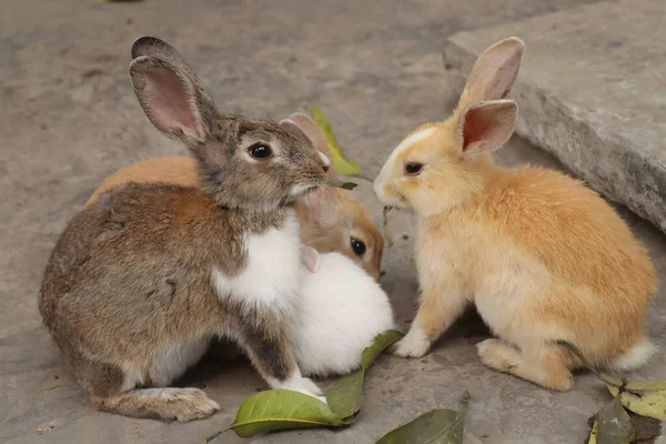 かわいいウサギは 多くの人の心を捉え ふわふわで愛らしい生き物です 彼らはしばしばペットとして保持され 彼らの遊び心と好奇心の性質で知られています — ストック写真