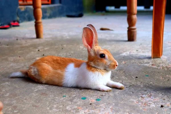 Avslappnad Orange Rabbit Tar Paus Golvet — Stockfoto