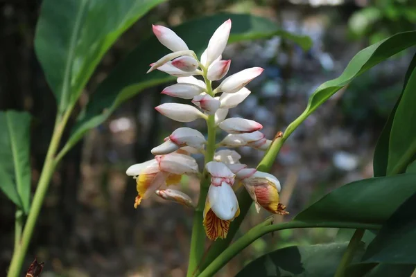 stock image This photograph captures the delicate beauty of a cardamom flower in full bloom, exuding a pleasant aroma that's synonymous with the spice. The bright and colorful petals are perfectly arranged, with a beautiful green backdrop.