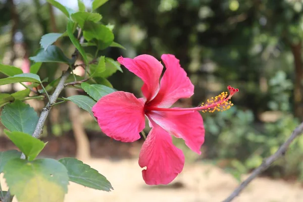 stock image This photograph captures the stunning beauty of a pink hibiscus in full bloom, thriving in the natural surroundings of a garden. The delicate petals are gracefully arranged around a bright yellow center, radiating a sense of joy and tranquility.