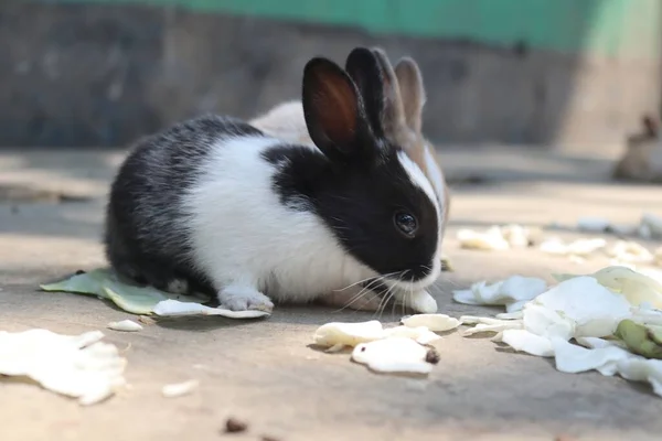 Photo Black White Baby Rabbit Sitting Upright Small Piece Cabbage — Stock Photo, Image