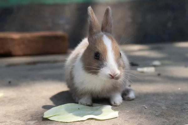 사진은 매력적 귀여운 토끼가 카메라를 귀엽고 호기심 표정을 모습을 토끼의 — 스톡 사진