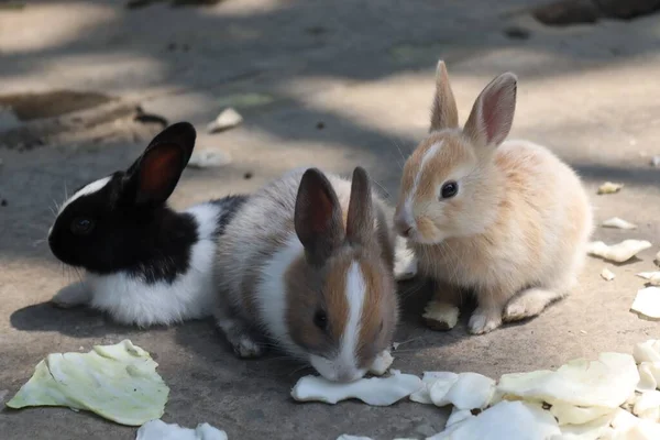 这张照片显示了三只小兔子正在啃一些绿叶 兔子又小又毛茸茸的 长长的耳朵在空中竖起来 — 图库照片