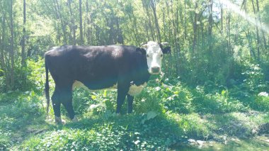 Los Pozones 'da yeni arkadaşlar edinmek